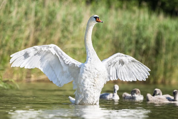Mute swan