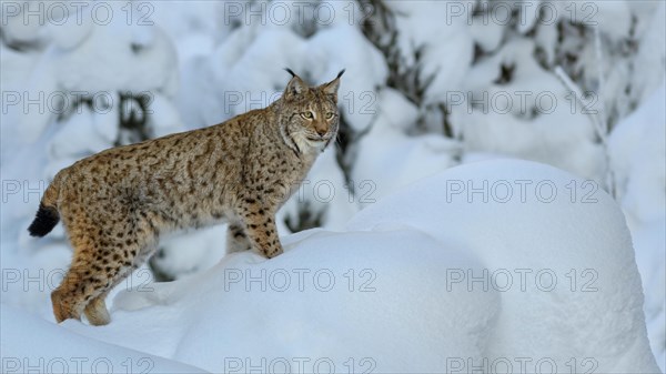 Eurasian lynx