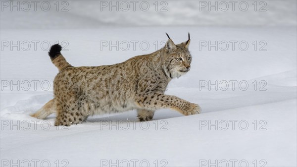 Eurasian lynx