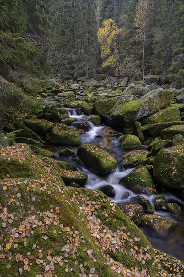 Autumn at the Vydra with huge boulders in the riverbed