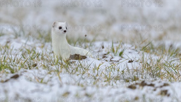 Stoat