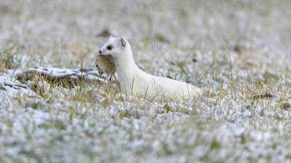 Stoat