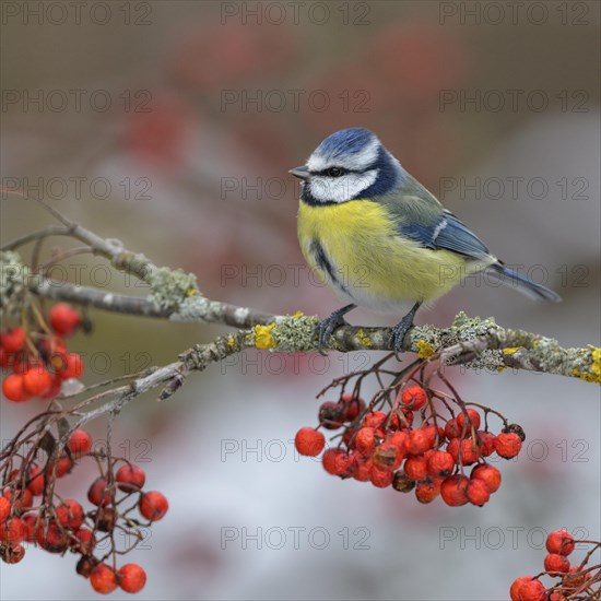 Blue tit