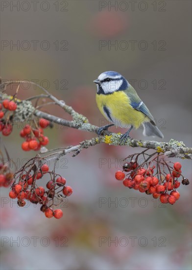 Blue tit