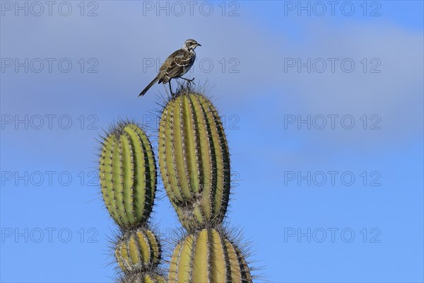 Galapagos mockingbird