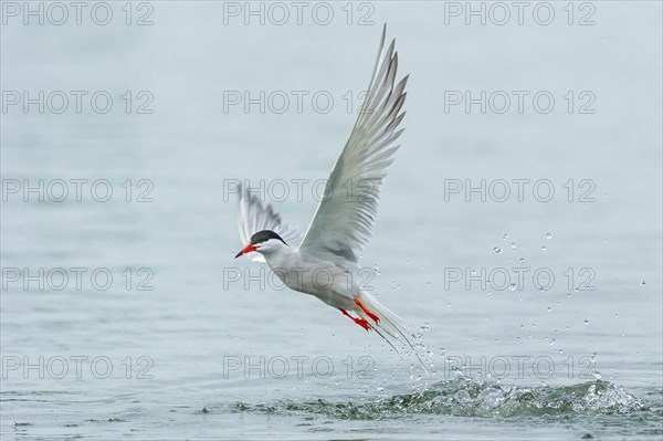 Common tern