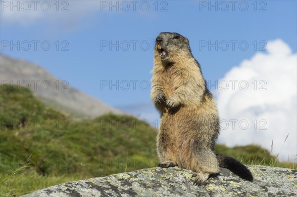 Marmot