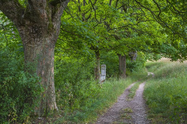 Hiking trail above Eichstaett