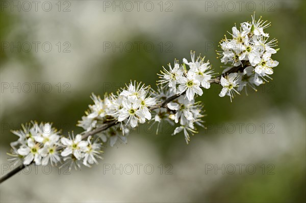 Blackthorn