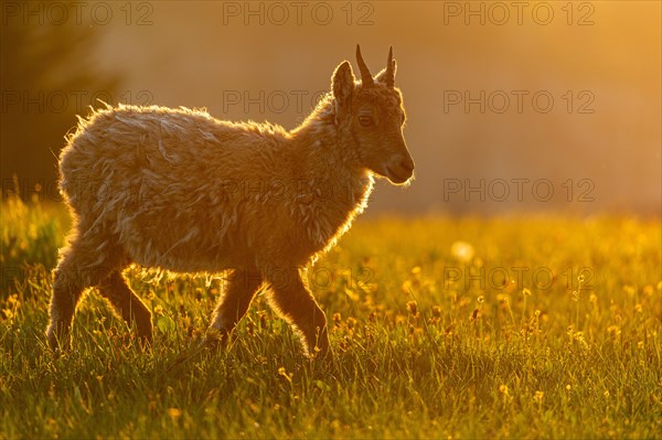 Alpine Ibex