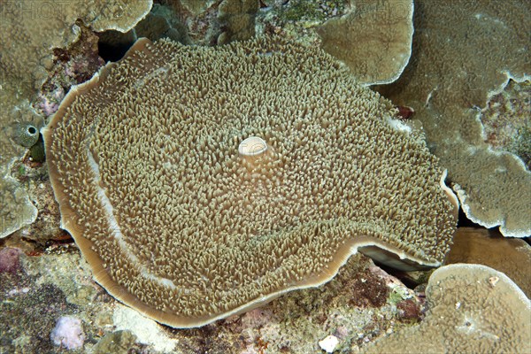 Giant Cup Mushroom