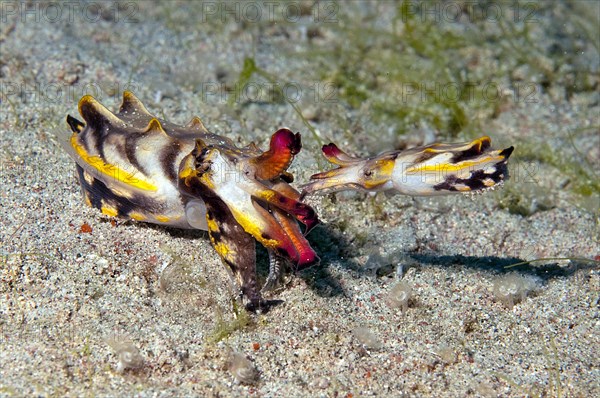 Mating of the flamboyant cuttlefish