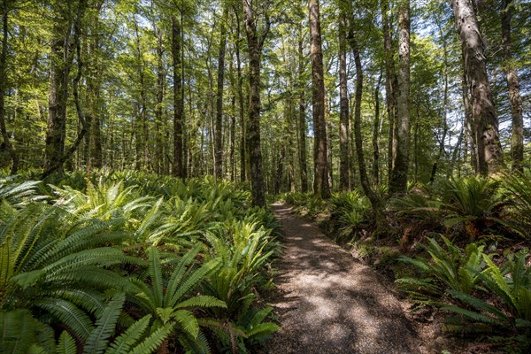 Hiking trail through forest with ferns