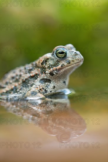 Natterjack toad