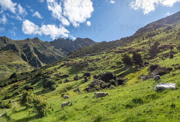 Sheep in a meadow