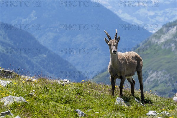 Alpine Ibex