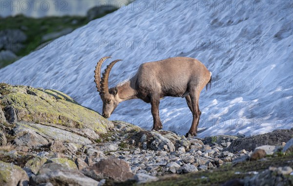 Alpine Ibex