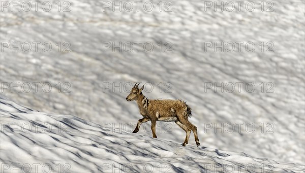 Young alpine ibex