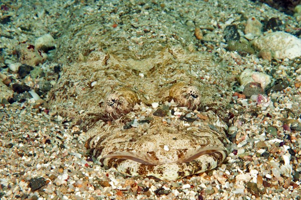 Tentacled flathead