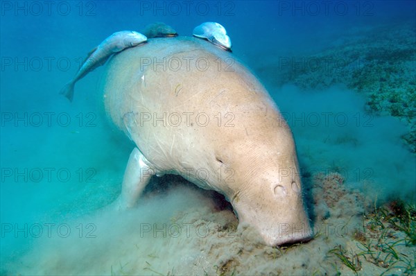Dugong dugong eats seaweed