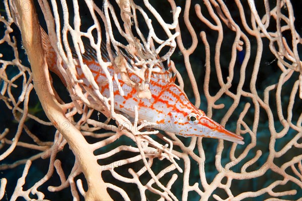 Longnose hawkfish