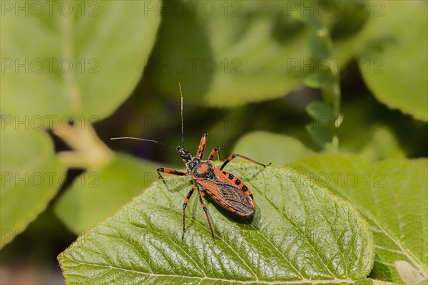 Assassin bug