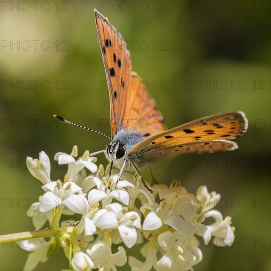 Silver-washed fritillary