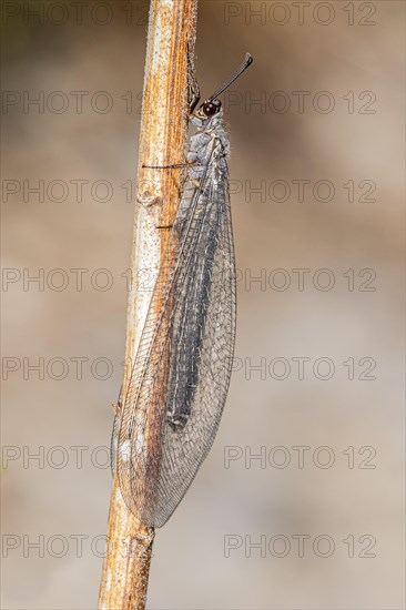 Antlion