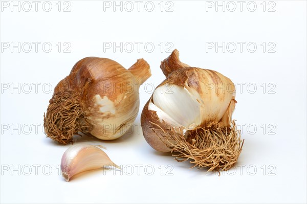 Garlic