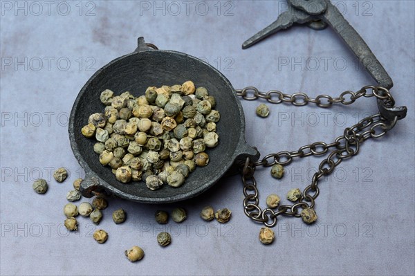 Green Malabar pepper in weighing pan