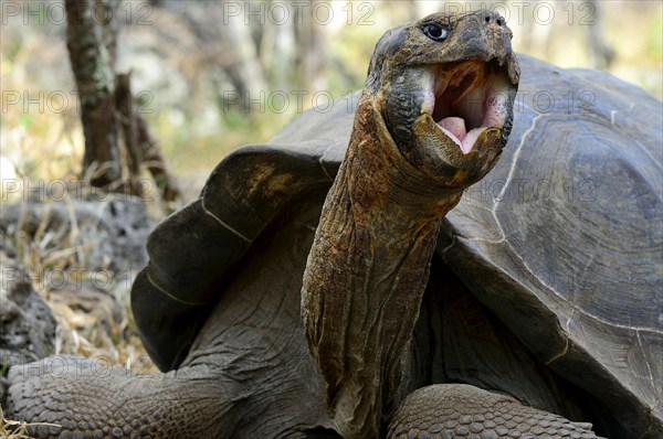 Galapagos giant tortoise