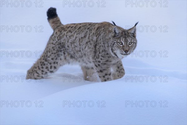 Eurasian lynx