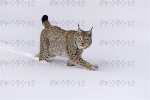 Eurasian lynx