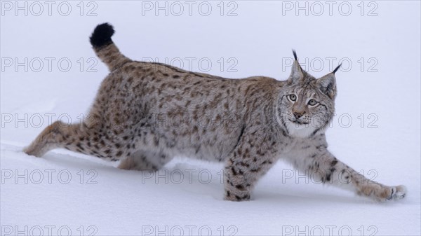 Eurasian lynx