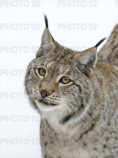 Eurasian lynx