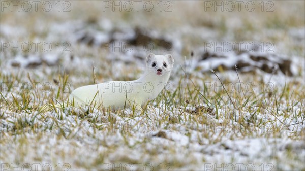 Stoat