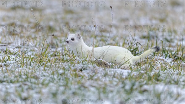 Stoat