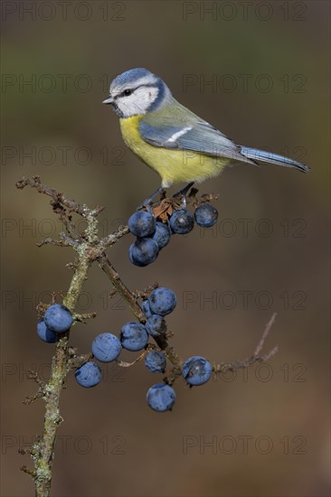 Blue tit