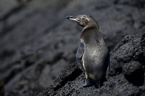 Galapagos Penguin