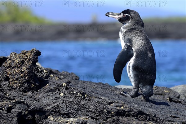 Galapagos Penguin