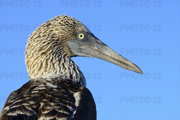 Blue-footed booby