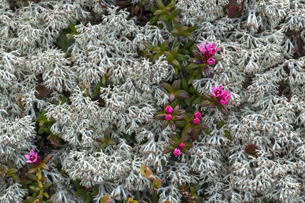 Star reindeer lichen