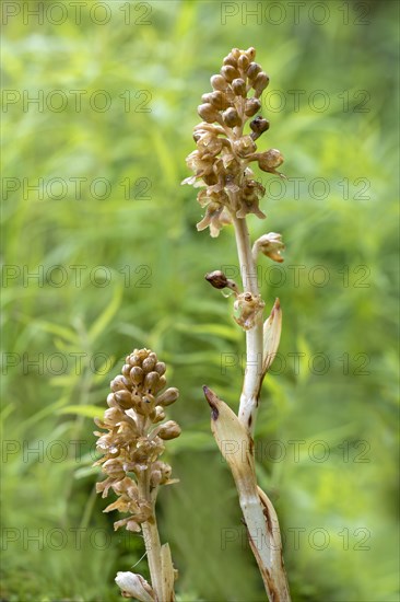 Bird's-nest orchid