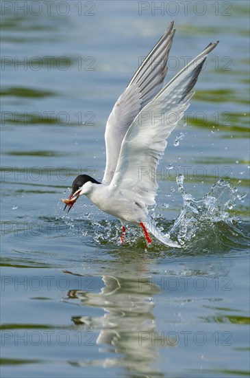 Common tern