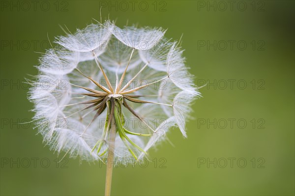 Filigree fruit stalks of a composite