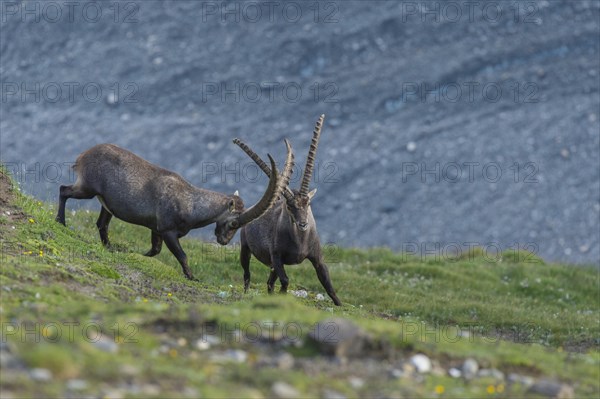 Fighting alpine ibex