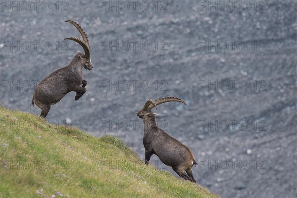 Fighting alpine ibex