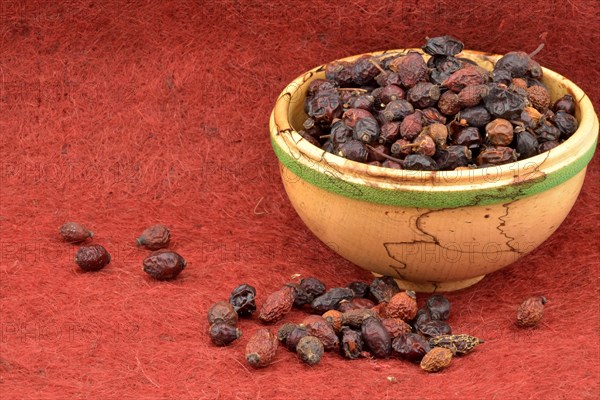 Dried rose hips of the dog rose