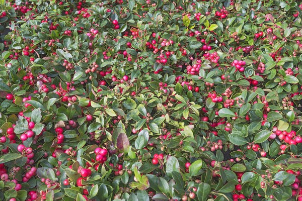 Gaultheria