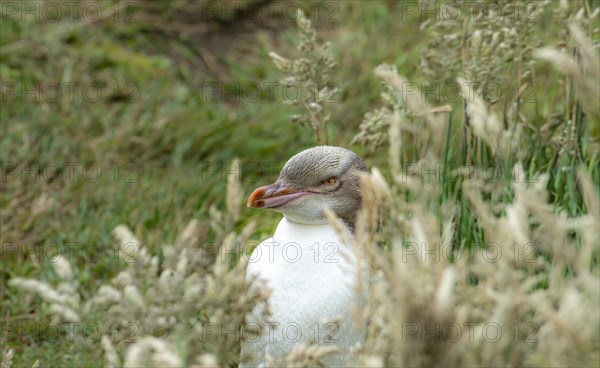 Yellow-eyed penguin